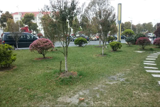 瀏河長江東路兩側綠化工程